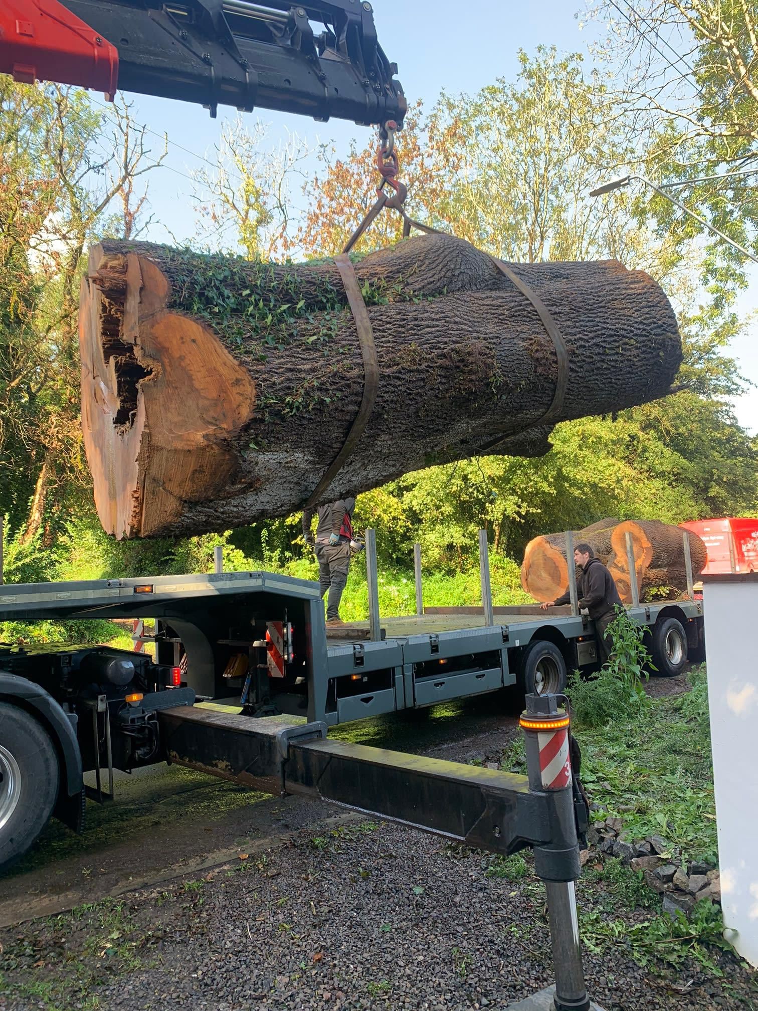 Stump and tree removal in Cardiff County Tree Services