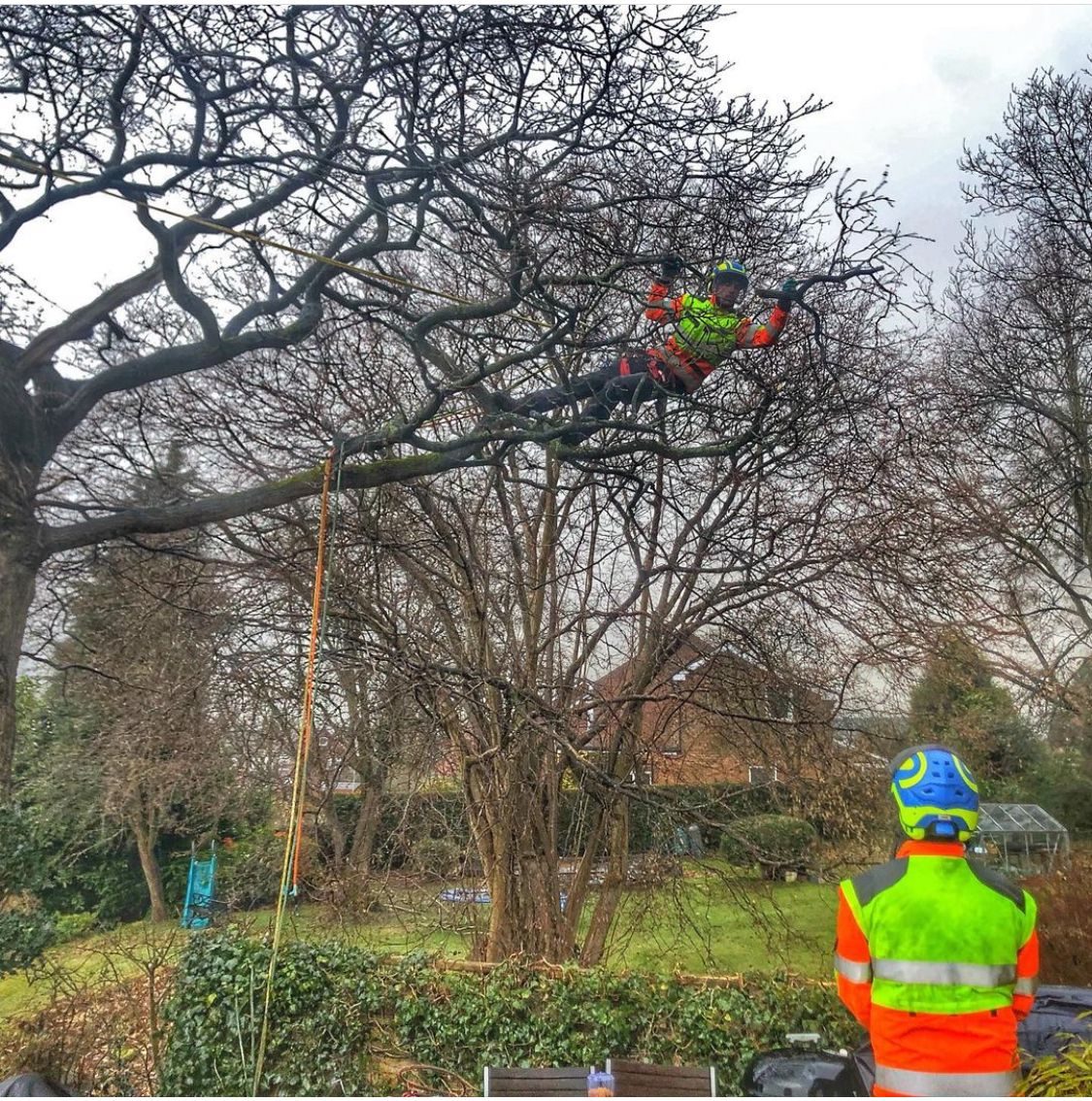 Crown reduction in Barry County Tree Services