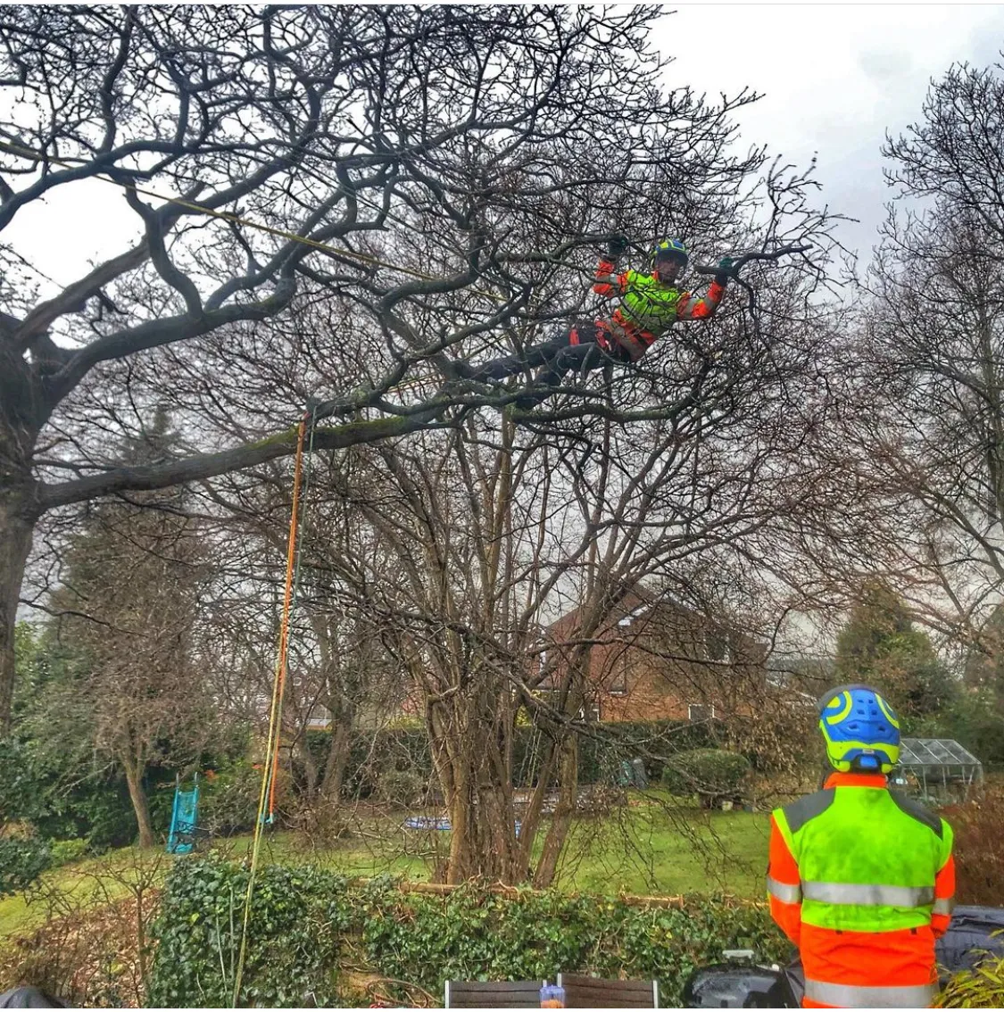 Climber carrying out tree maintenance County Tree Services Barry