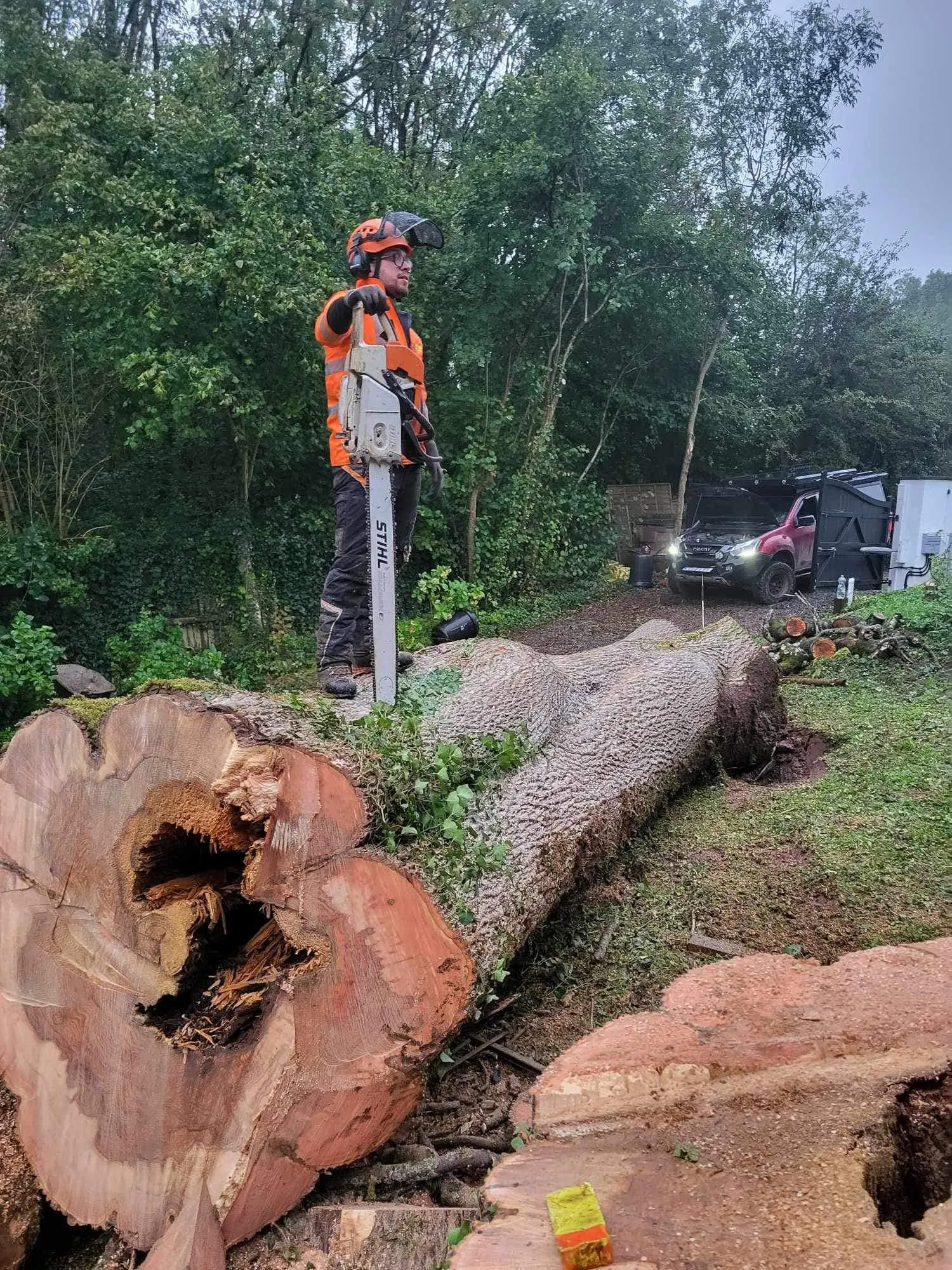 Felled tree with hollow trunk and chainsaw operator County Tree Services