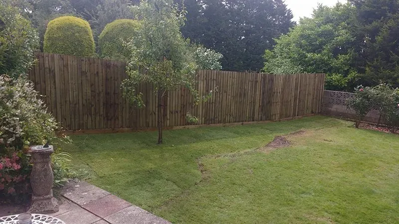 Young tree in a garden beside a new fence County Tree Services