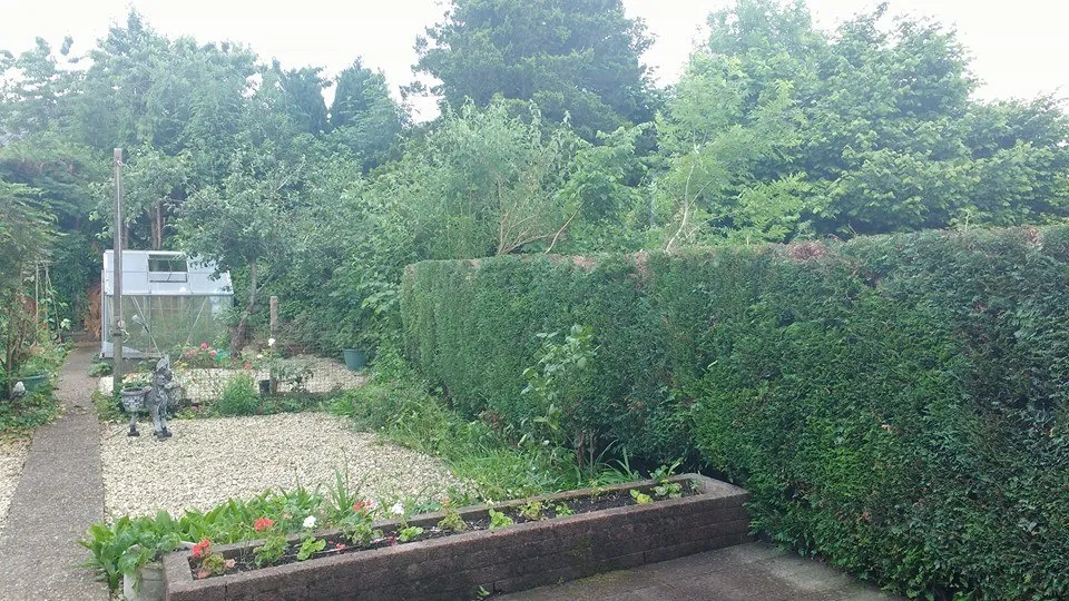Garden hedge cleared and cut back County Tree Services