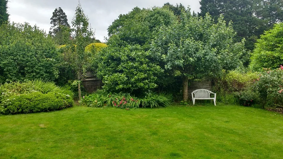 Garden shrubs and trees after maintenance County Tree Services