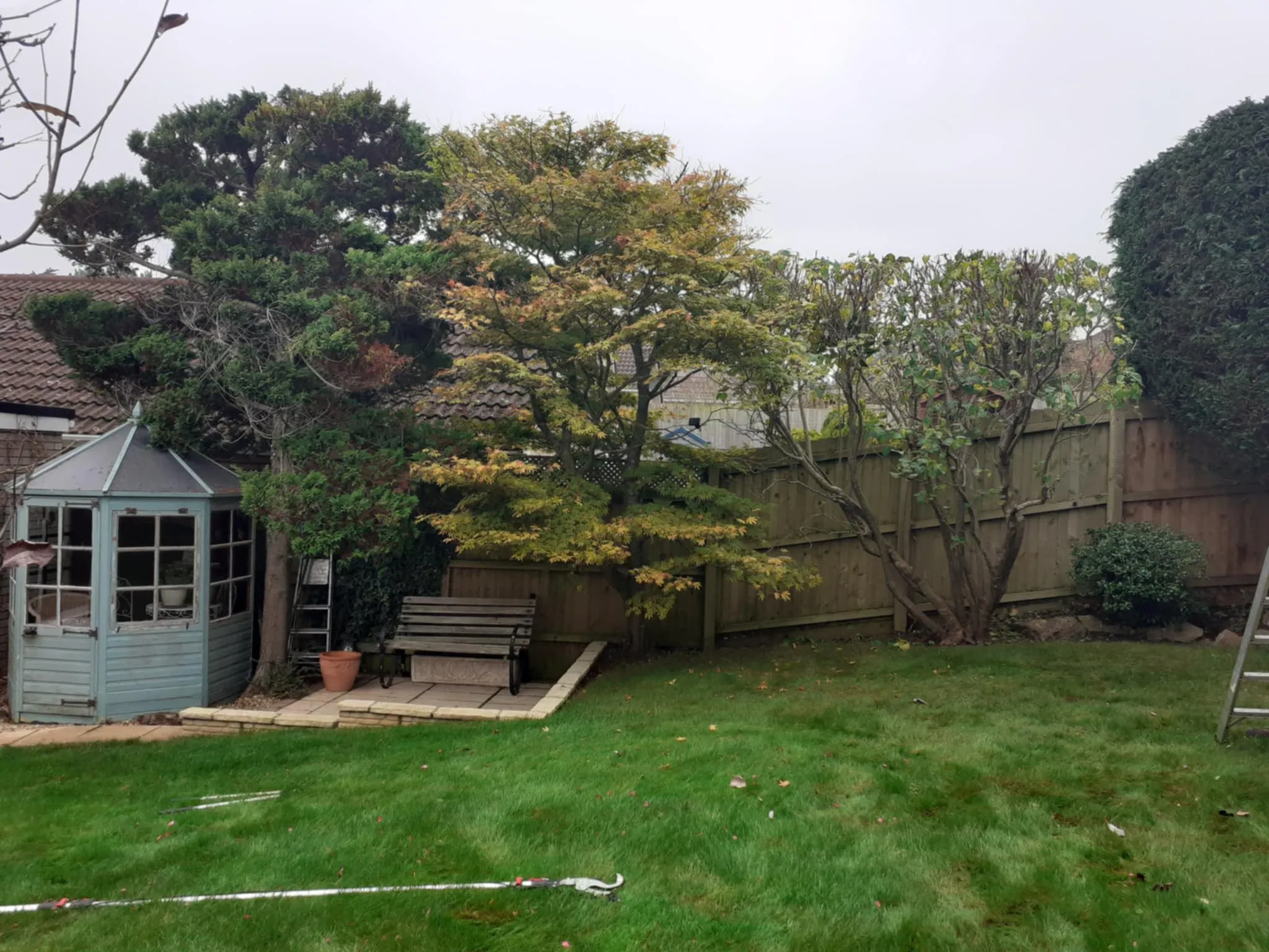 Garden trees and shrubs after maintenance County Tree Services