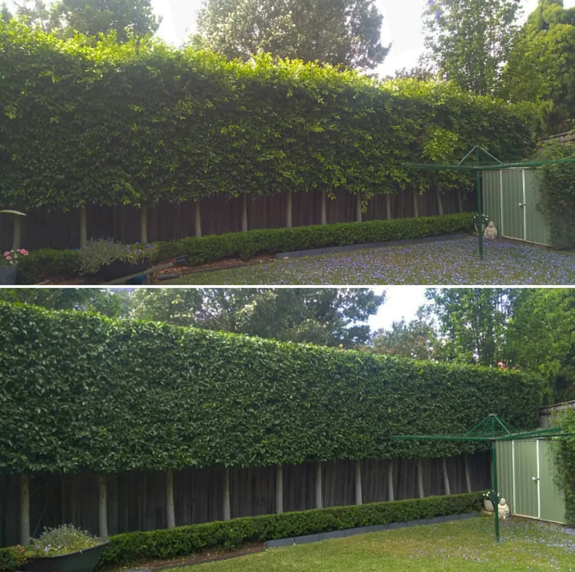 Long hedge trimmed for a client County Tree Services Penarth