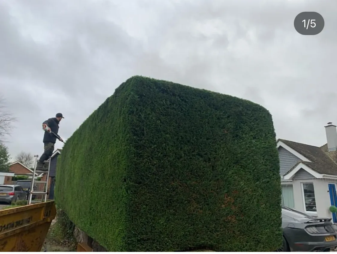 Hedge trimming in Barry County Tree Services