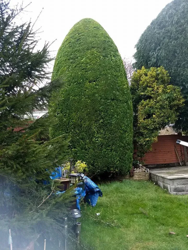 Conifer hedge being cut in a garden County Tree Services