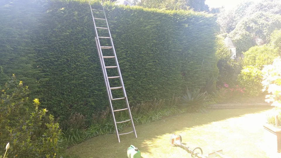 Long hedge being cut with ladder in place County Tree Services