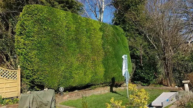 Long laurel hedge with straight cut face County Tree Services