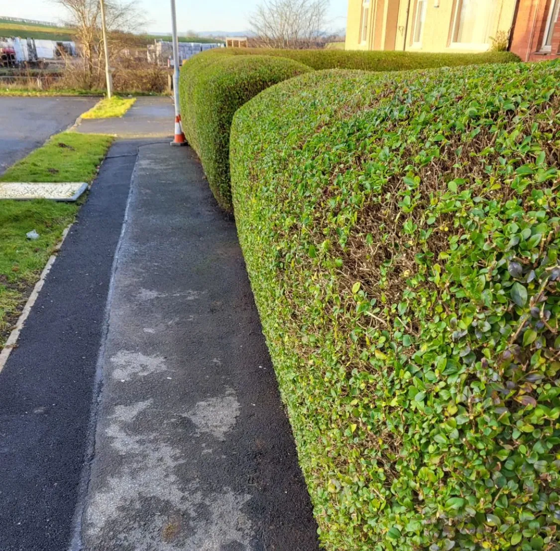 Trimmed roadside hedge beside a footpath County Tree Services