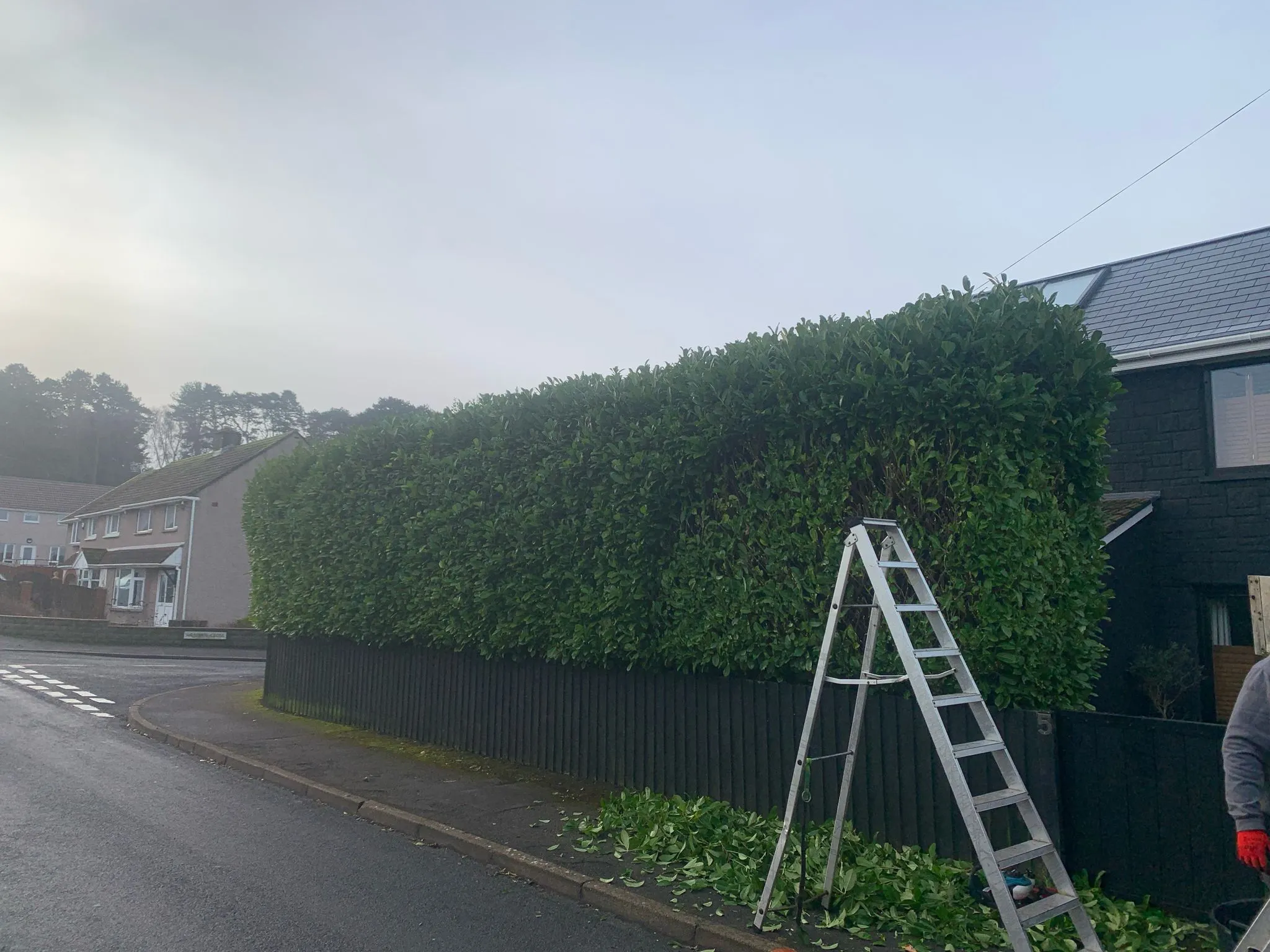 Roadside hedge being trimmed from a ladder County Tree Services