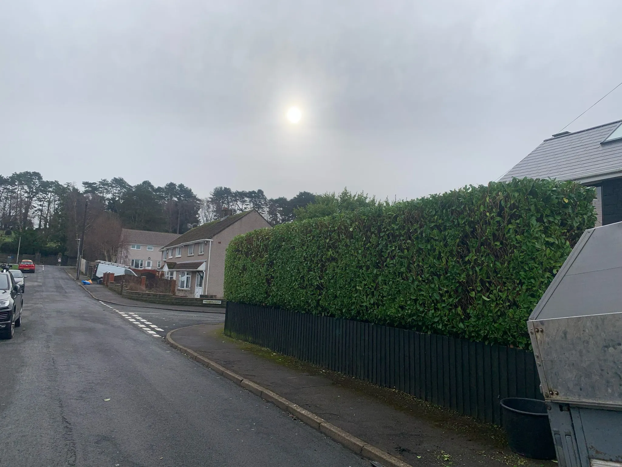 Long roadside hedge after trimming County Tree Services