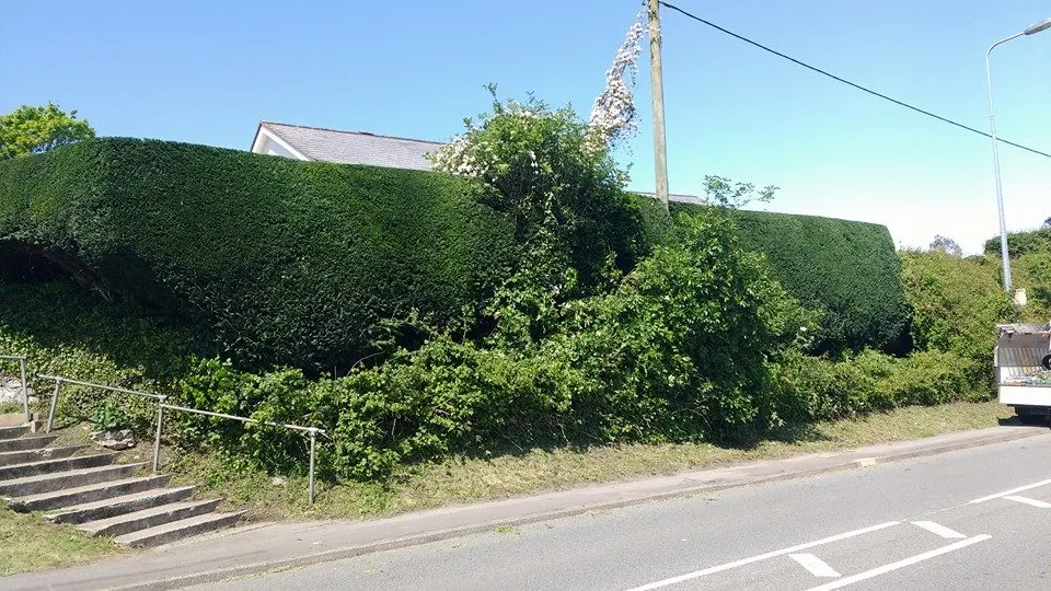 Overgrown roadside hedge before cutting County Tree Services