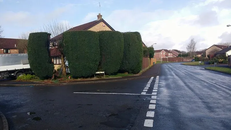 Hedge shaped into rounded sections on a street corner County Tree Services