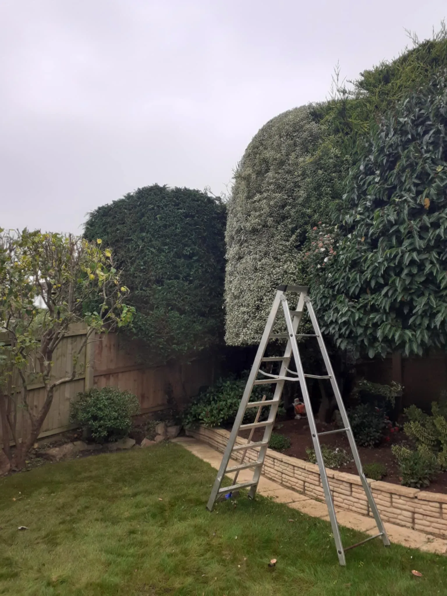 Hedge shaping in progress with a tripod ladder County Tree Services