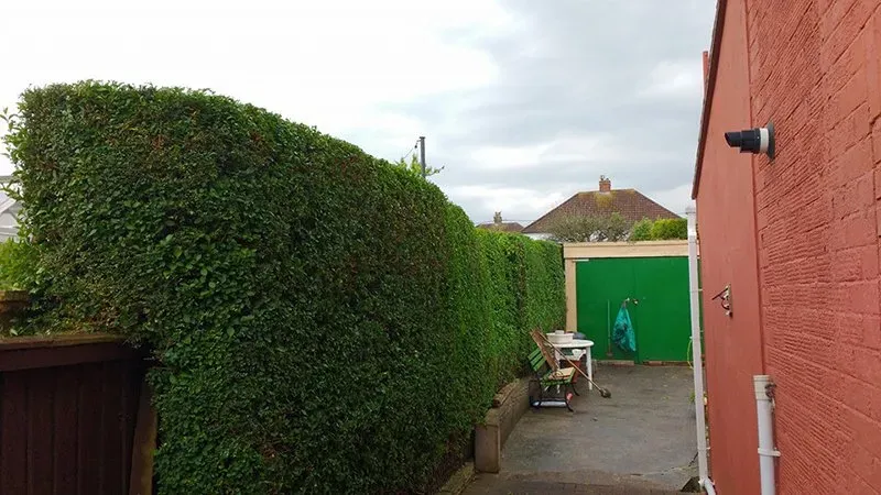 Tall laurel hedge trimmed beside a garage County Tree Services