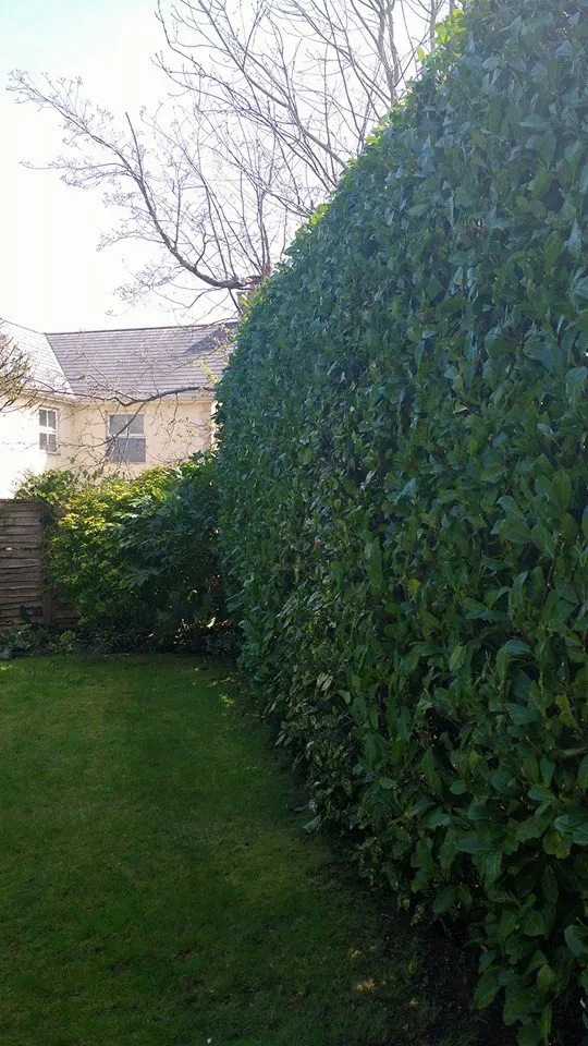 Tall dense hedge after trimming County Tree Services