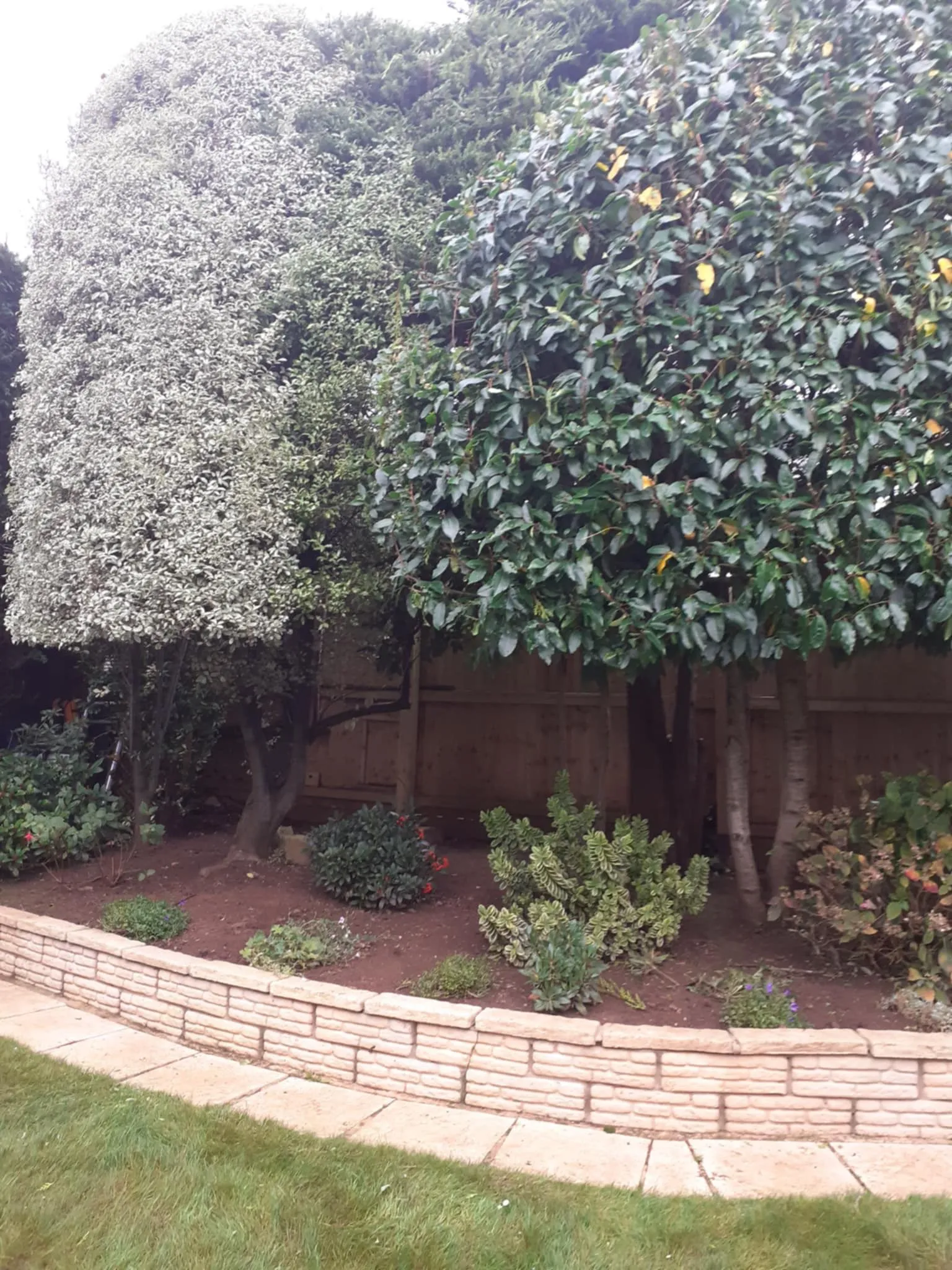 Rounded topiary hedge in a back garden County Tree Services