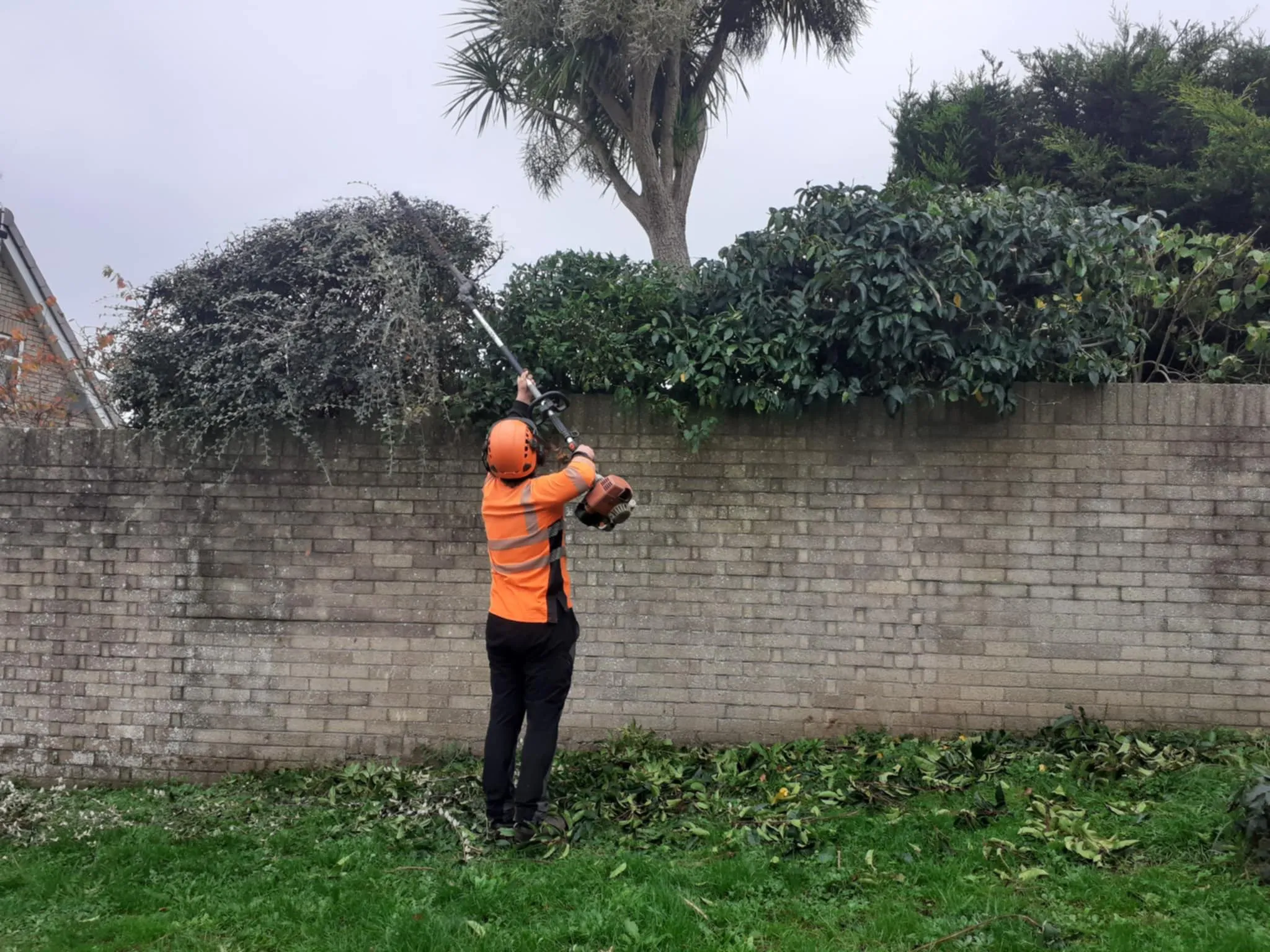 Hedge trimming in Cardiff County Tree Services