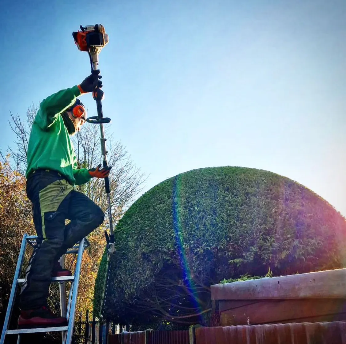 Tree surgeon shaping a hedge with a pole saw County Tree Services Barry