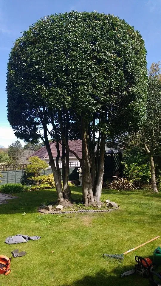 Tree maintenance in Barry County Tree Services