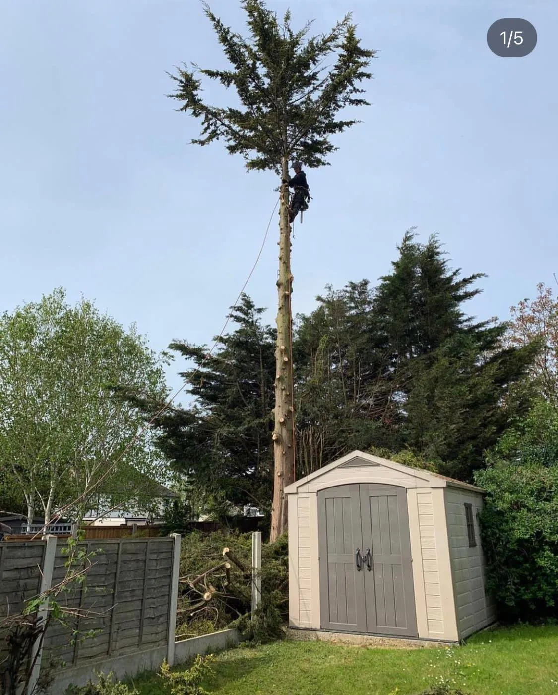 Tree being dismantled above a garden shed County Tree Services
