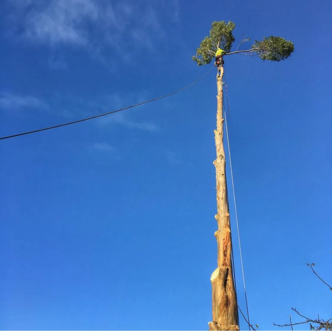 Tall tree trunk being dismantled from the top County Tree Services