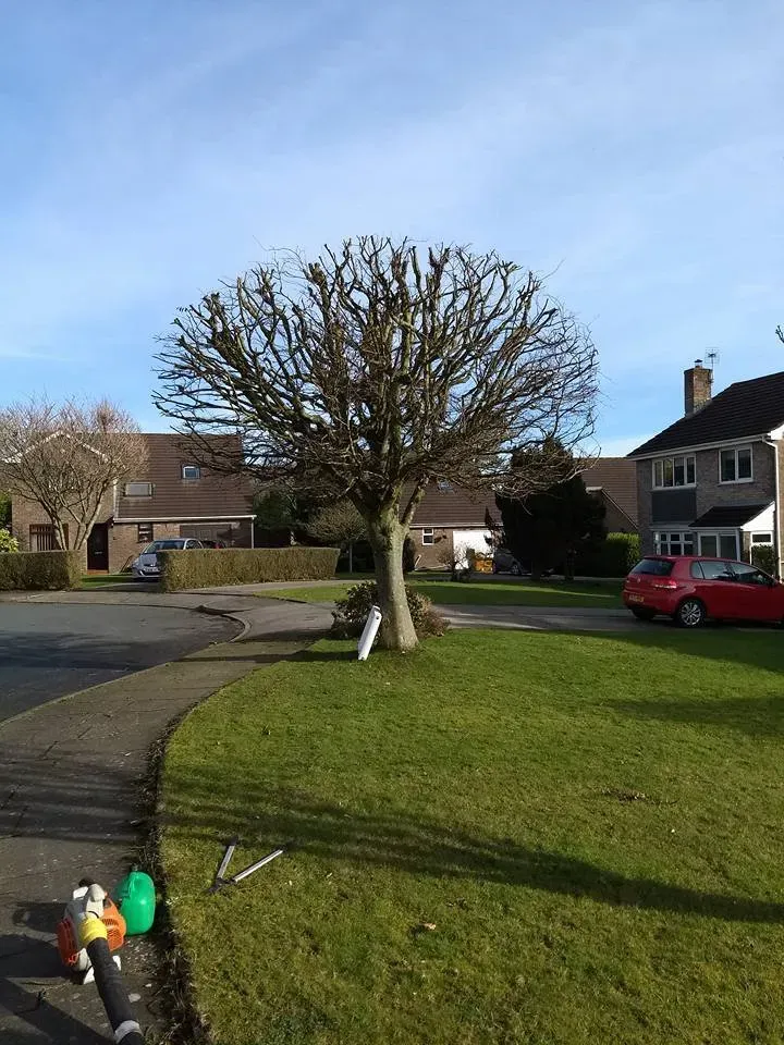 Pollarded tree on a front lawn County Tree Services