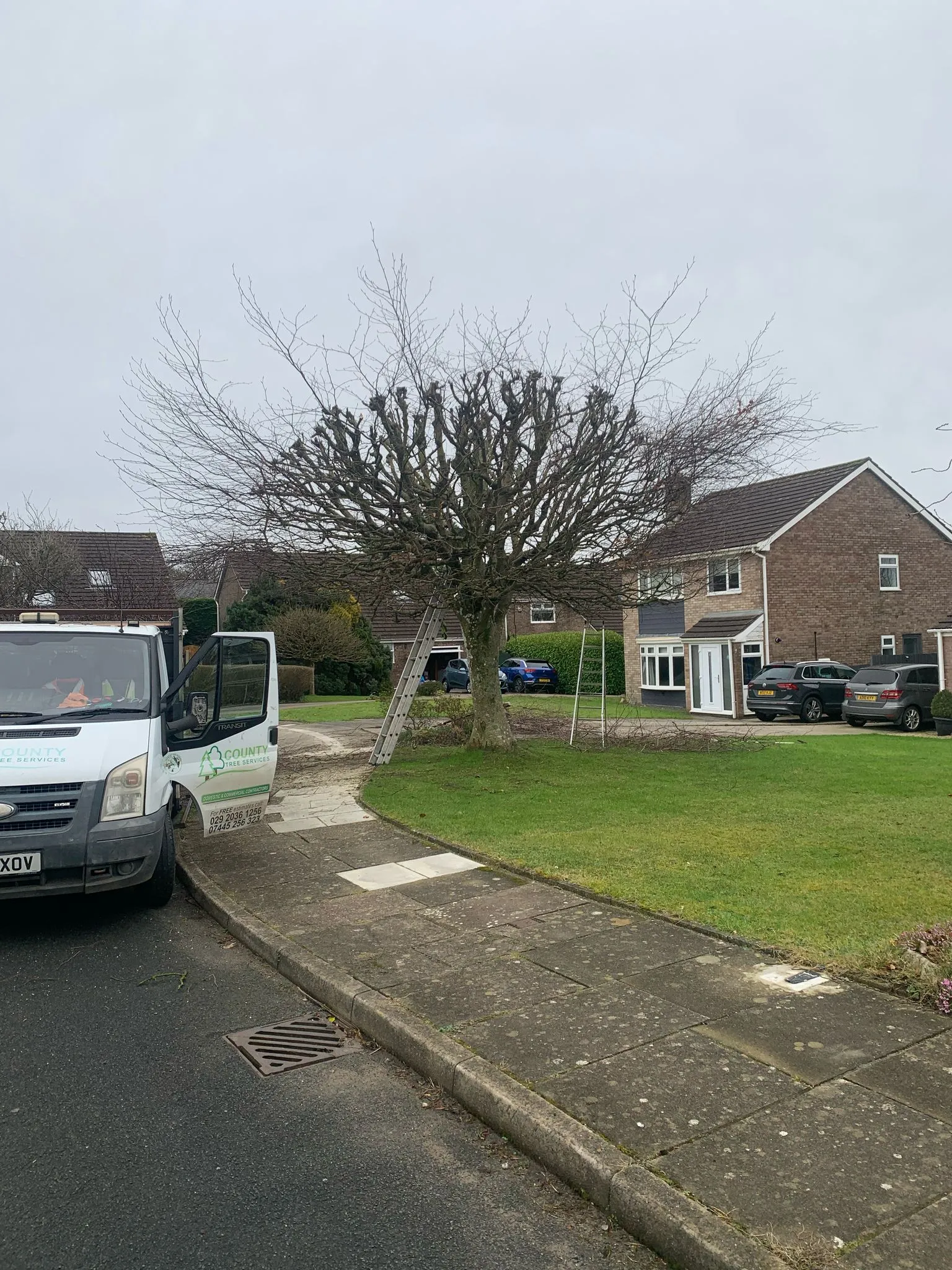 Tree maintenance work in Penarth County Tree Services