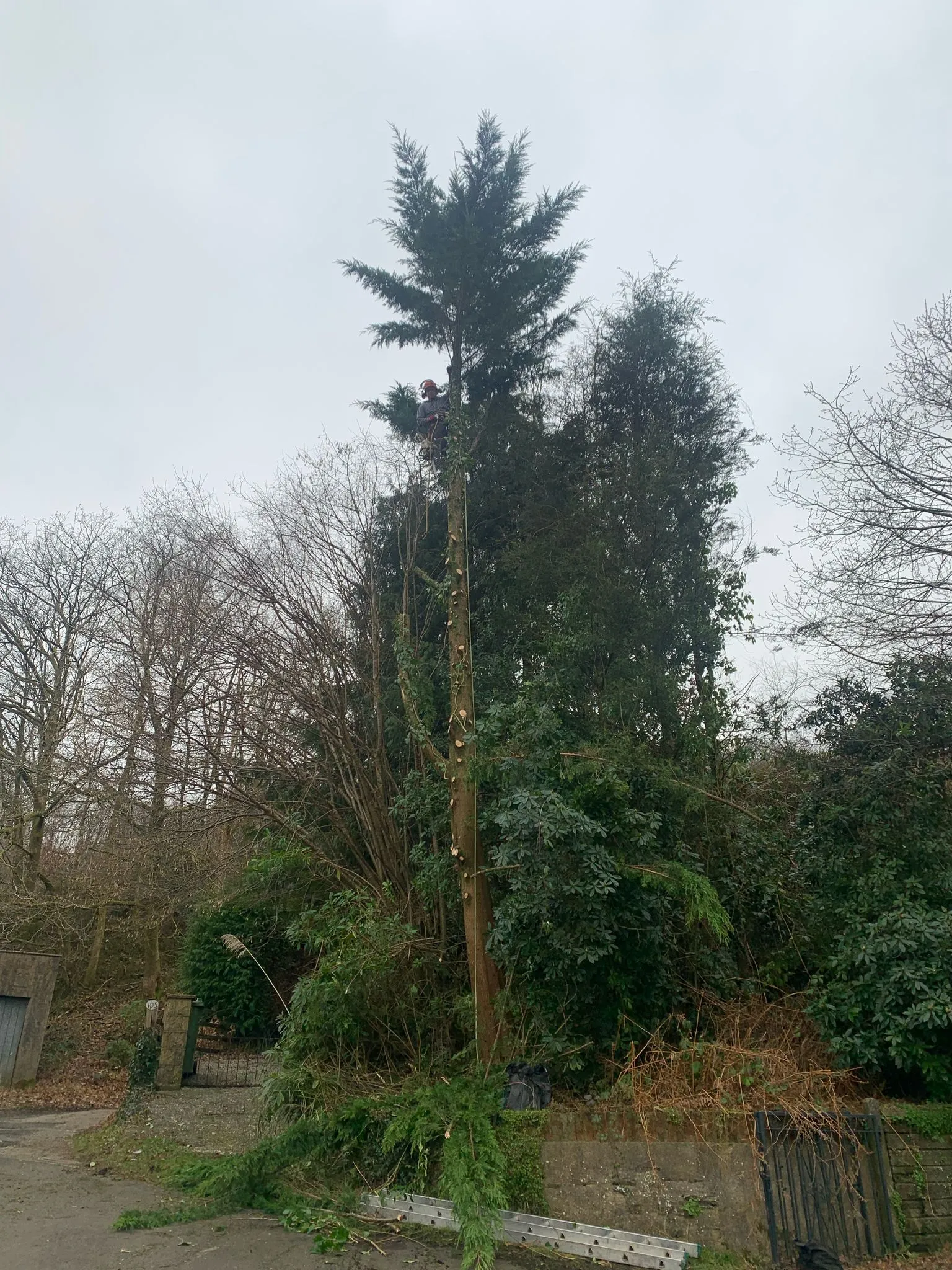 Tree after crown reduction in Penarth County Tree Services