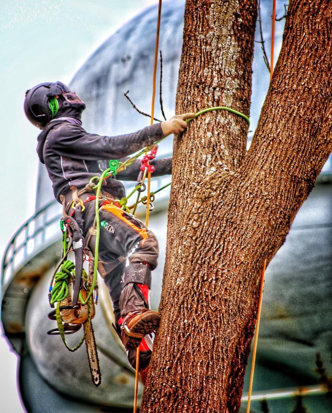 Tree surgeon climbing a tree in harness County Tree Services Barry